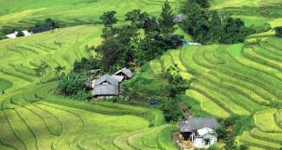 ceking rice terrace